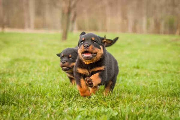 Aprender como adestrar filhote de Rottweiler é muito importante