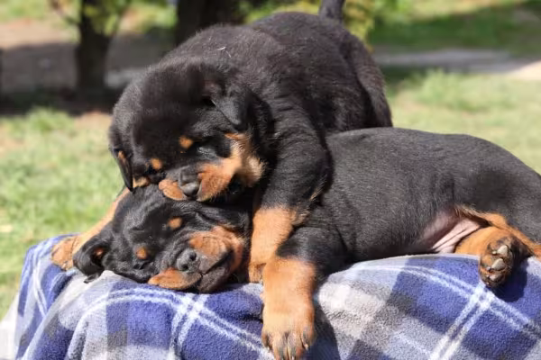 Se você quer saber como amansar cachorro filhote de Rottweiler, os treinamentos com reforço positivo são os mais recomendados