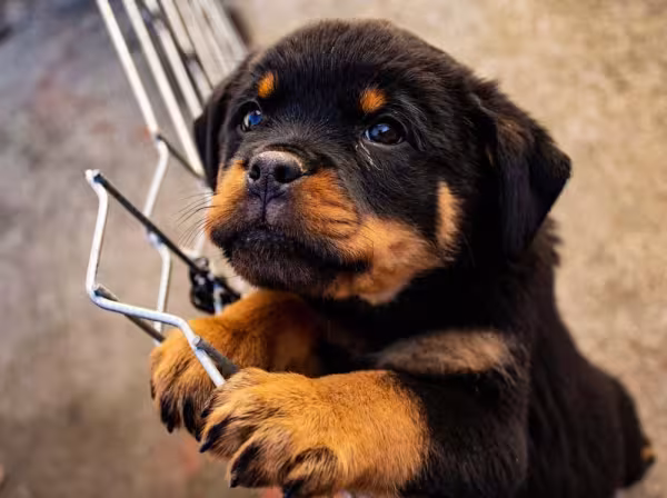 Rottweiler: 6 meses de idade é a época em que o tutor já pode inserir alguns treinamentos rápidos na rotina