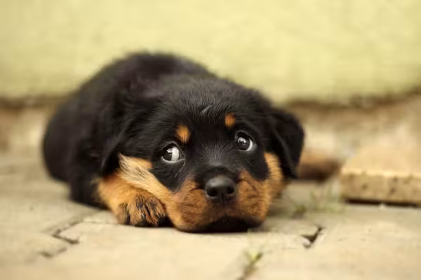 Rottweiler: educar a raça da forma correta vai melhorar a relação do cachorro com a família e com o mundo