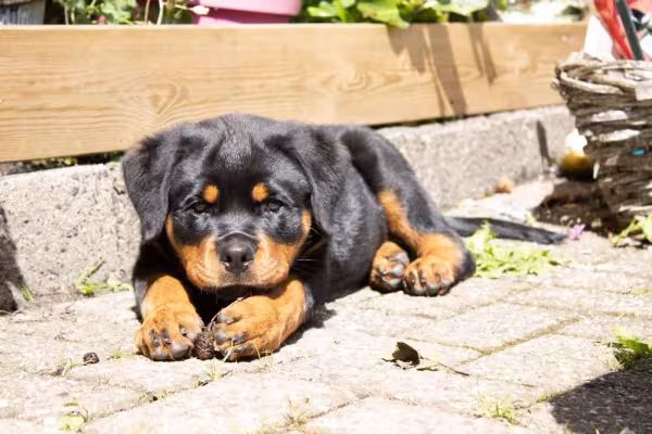 Rottweiler é bravo? Quando não socializado e adestrado, comportamento agressivo pode ocorrer