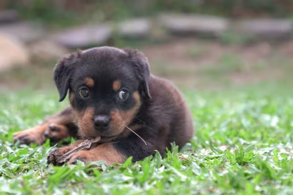 Comandos para Rottweiler não são difíceis de colocar em prática já que a raça está entre as mais inteligentes