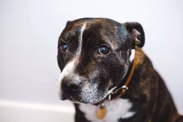 American Pit Bull Terrier é um cãozinho companheiro e esperto