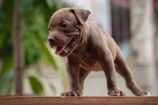 O filhote de Pitbull precisa de adestramento desde cedo