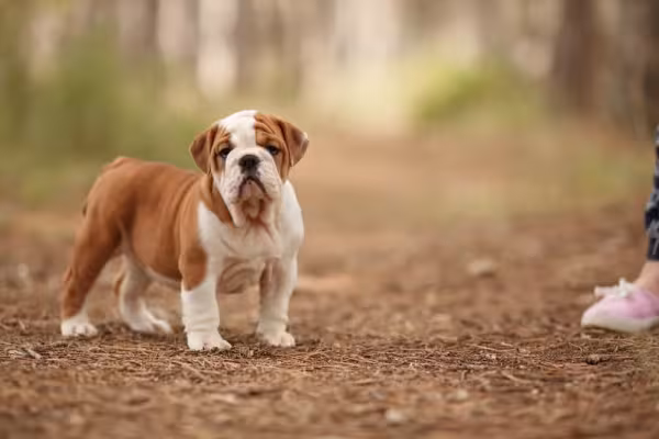 O filhote de Bulldog Inglês é tí­mido no iní­cio, mas depois se solta