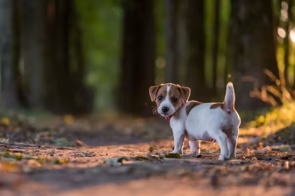 Tutor do cachorro Jack precisa de disposição para atividades