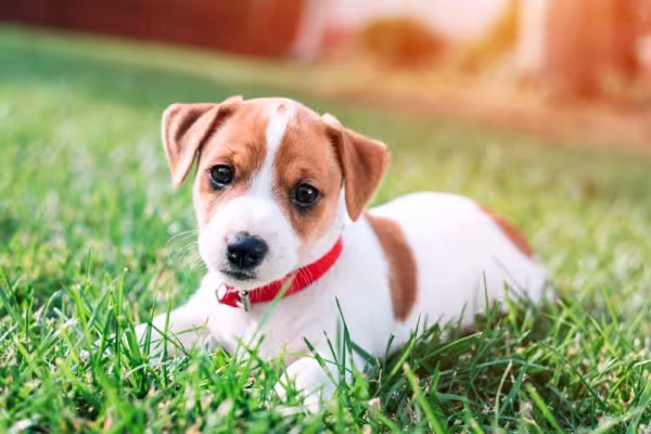 Cachorro Jack Russell: impossível não se apaixonar pela raça