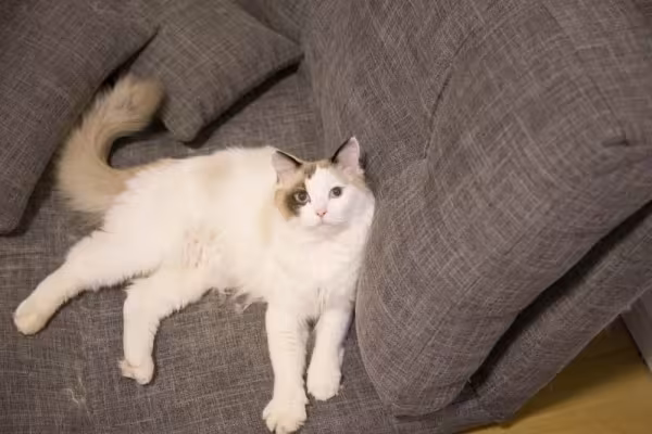 O gato da raça Ragdoll se esparrama todo igual uma boneca de pano