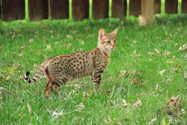 O gato Savannah da geração F2 ainda mantém boa parte do comportamento selvagem