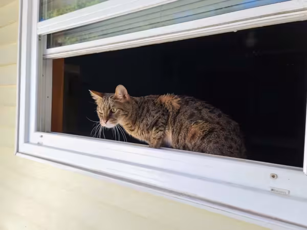 Serval doméstico F3 é um pouco mais parecido com os felinos domésticos, mas tem lado selvagem