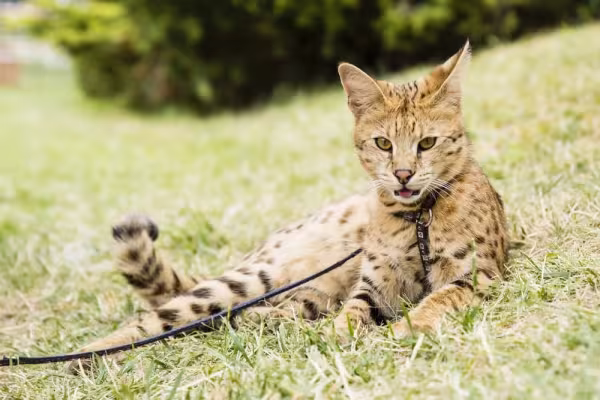 O gato Serval - ou raça Savana - gosta de passear e se adapta facilmente com a coleira