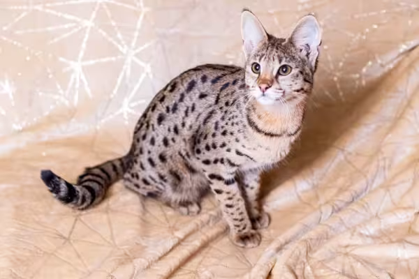 Gato mais caro do mundo: a geração F1 da raça Savana pode custar até R$ 50 mil
