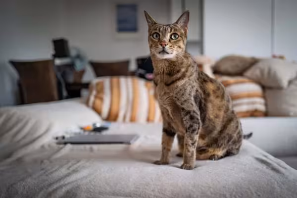 Savannah cat: quanto mais domesticado e distante do Serval, mais dócil e carinhoso será o felino