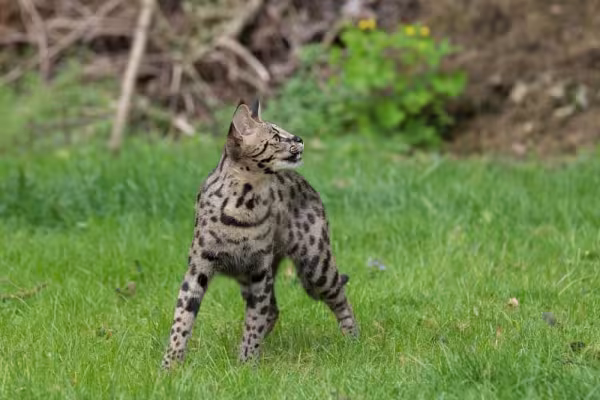 O gato Savannah mantém alguns instintos naturais, como de explorar o local