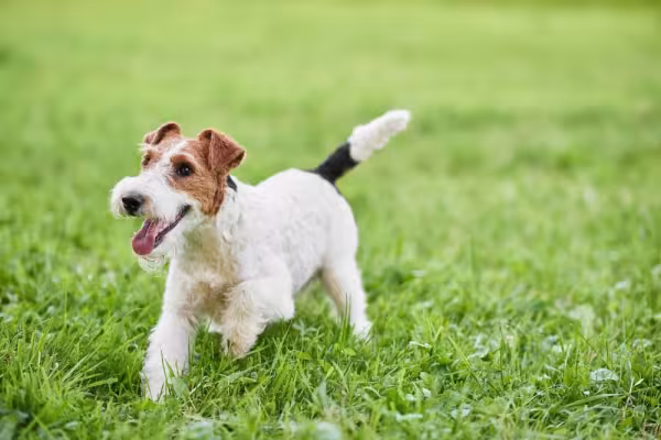 Fox Terrier filhote brincando na grama