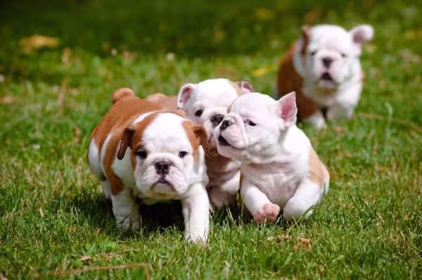 Cachorro Bulldog Inglês: valor sentimental da raça é imensurável para tutor