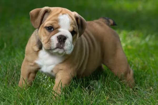 Filhote: Bulldog Inglês possui energia de sobra nos primeiros meses de vida
