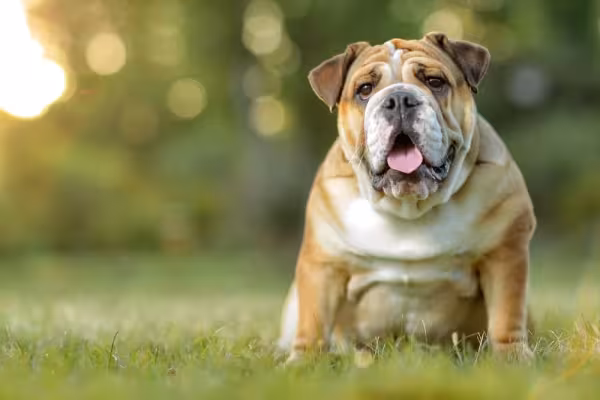 Buldogue Inglês: personalidade da raça é única e apaixonante