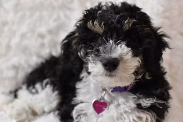 Poodle filhote preto e branco tem a pelagem mais áspera e cachos mais longos