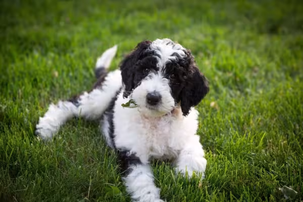 A mistura do Poodle Preto com o Old English Sheepdog gera um vira-lata peludinho e que não deixa de ser muito fofo