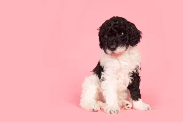 Poodle preto e branco filhote sempre será resultado de misturas inusitadas, ou seja, não é uma raça pura