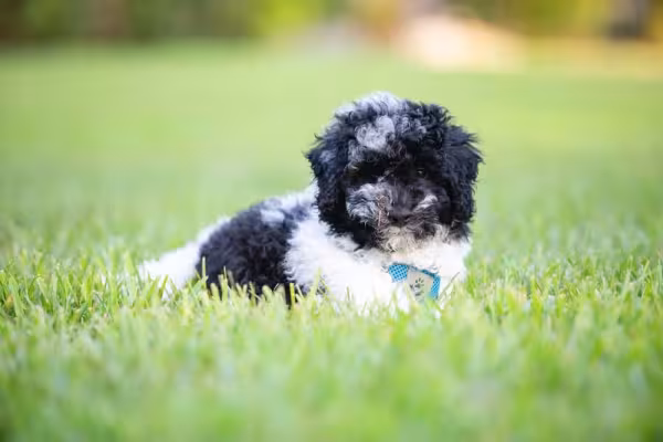 Poodle preto e branco filhote é mais raro