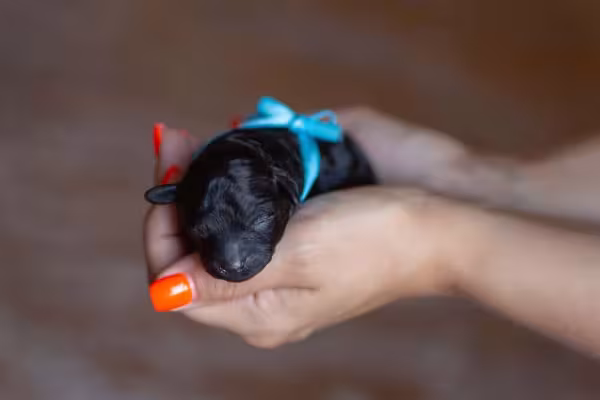 O filhote de Poodle preto recém-nascido cabe na palma da mão