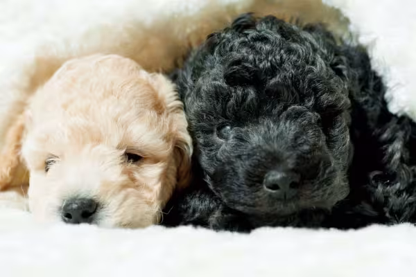 Poodle filhote preto: raça é muito companheira e apegada à família