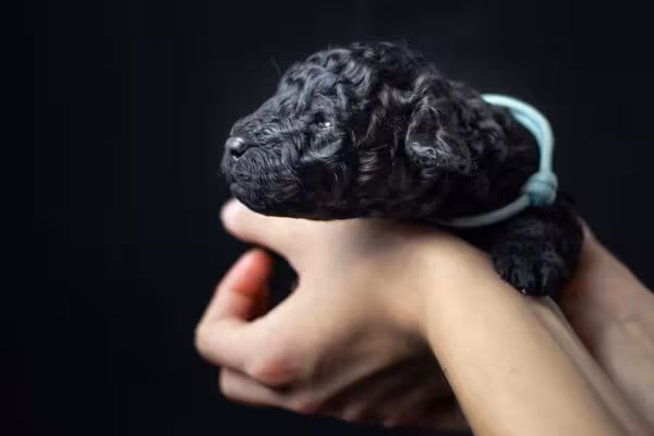 O filhote de Poodle preto, assim como qualquer outro, precisa de alguns cuidados nas primeiras semanas de vida