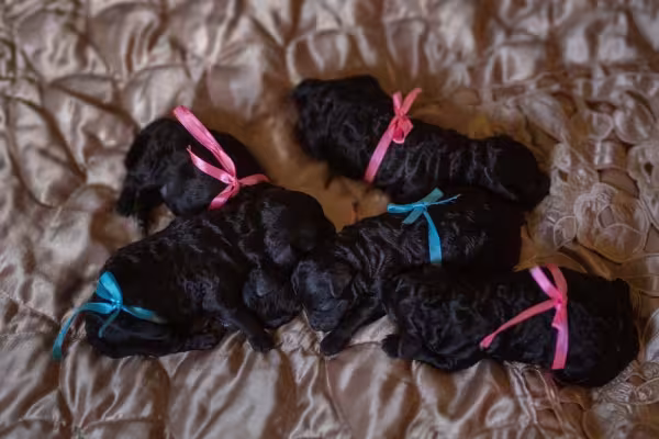 Uma ninhada cheia de filhote de Poodle preto é mais rara