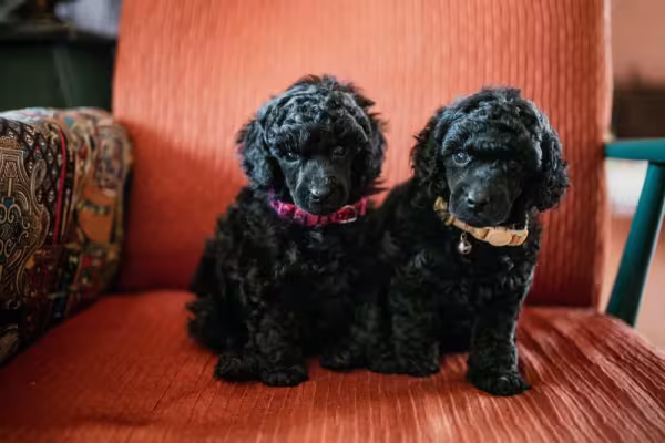 Filhote de poodle preto é sinônimo de fofura