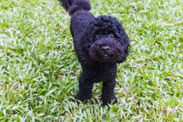Poodle preto filhote parece que sorri para as fotos de tão fotogênico