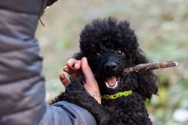 Poodle filhote preto fica uma graça