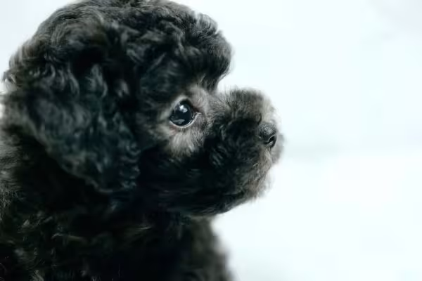 Filhote de poodle preto é uma fofura em qualquer ângulo