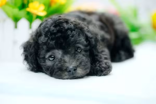 O Poodle preto filhote é muito amável