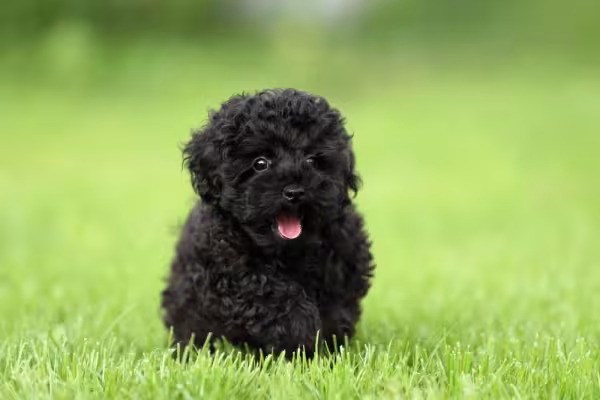 Na hora de comprar Poodle preto filhote, busque canis e criadores certificados