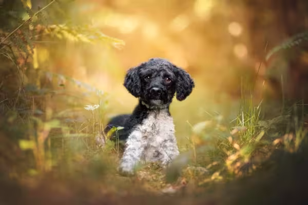 Poodle preto e branco filhote não é reconhecido oficialmente, mas não deixa de ser uma fofura