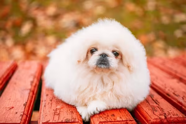O cachorro Pequinês branco filhote parece uma bola de pelos felpuda