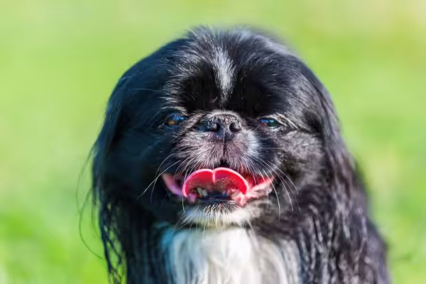 Raça Pequinês faz parte do grupo de cães braquicefálicos
