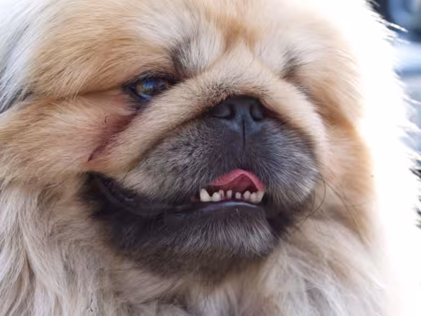 Cachorro da raça Pequinês precisa ser socializado desde cedo