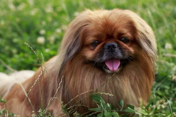 Cachorro: raça Pequinês pode aprender truques com treinamento positivo