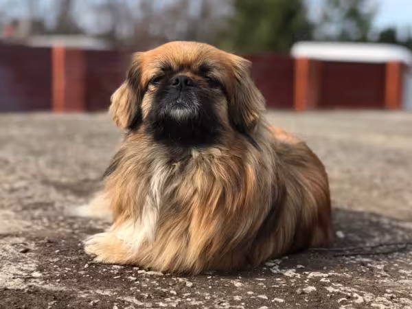 Raças de cachorro: Pequinês é muito conhecido por seu porte pequeno