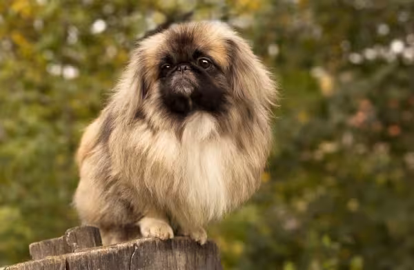 Raça Pequinês precisa de alimentação especí­fica para cães pequenos