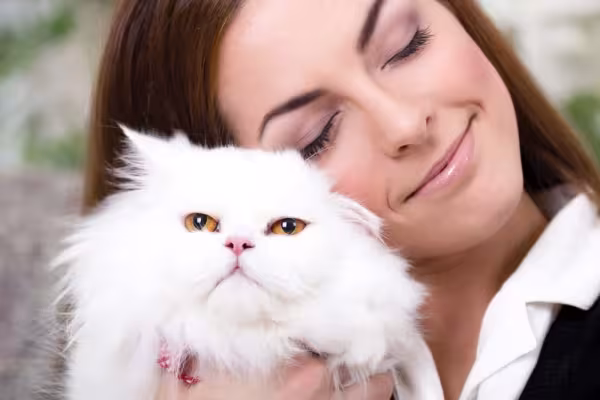 Gato Persa branco: preço da raça pode chegar a R$ 3.000