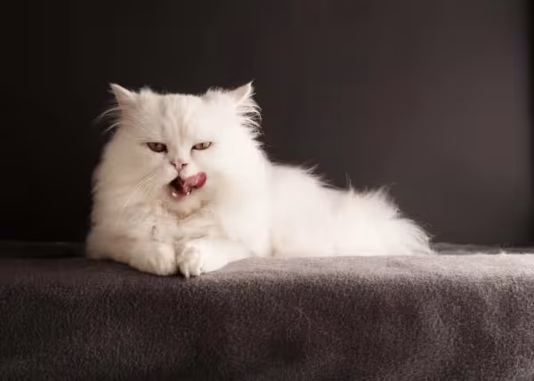 O gato Persa branco é amável e se dá muito bem com crianças e até outras espécies de animais