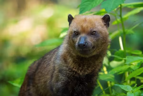 Peru, Venezuela, Colômbia, Equador e Guianas são alguns dos países que também abrigam o cachorro selvagem do Brasil