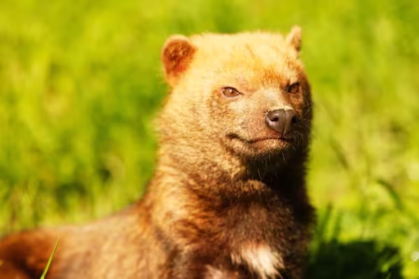 Cachorro selvagem brasileiro se alimenta de gambá, rã e outros animais