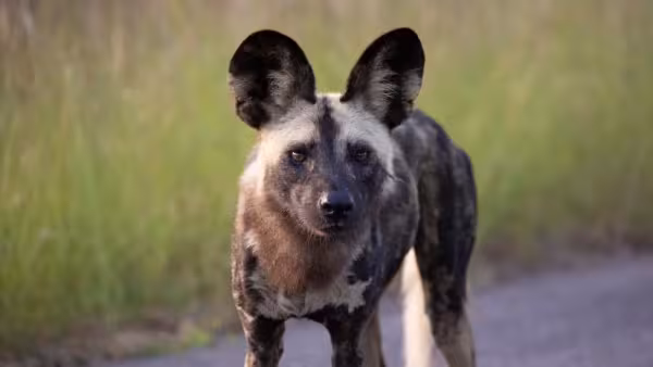 Mabeco: animal vive em zonas de savana e vegetação esparsa