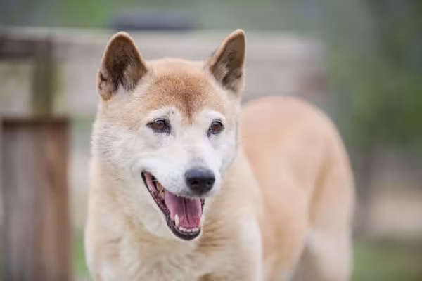 Uivo dos cães cantores é comparado com o canto da baleia-jubarte