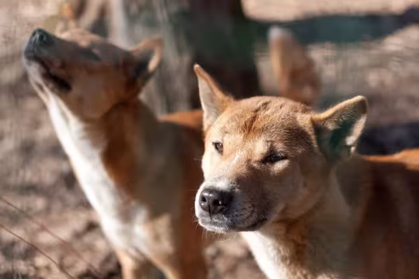 Cães cantores são conhecidos pela potência do uivo
